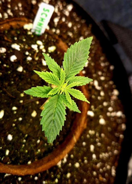 Pink Rozay Original Sensible Seeds. Week 3