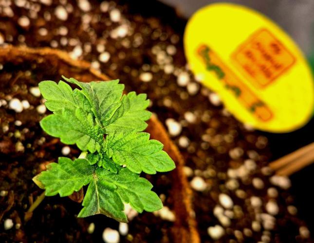 Papaya Stank (Elfi). Week 3