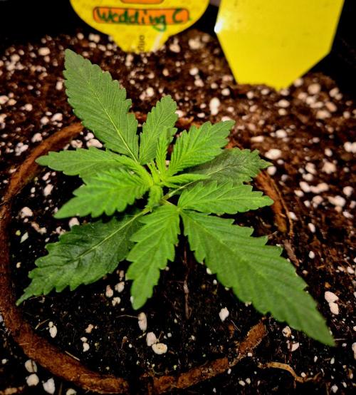 Wedding Cake (CCG) Sensible Seeds. Week 3