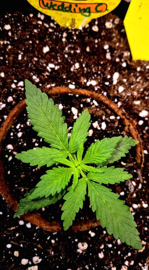Wedding Cake (CCG) Sensible Seeds. Week 3