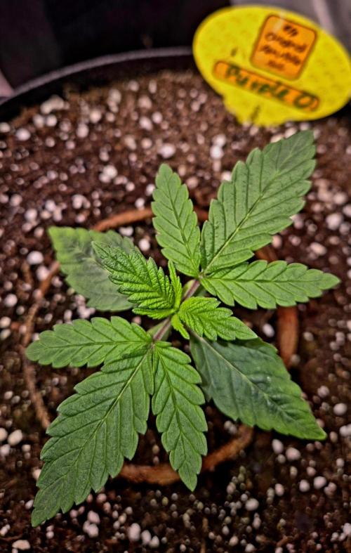 Purple overload (CCG) Sensible Seeds. Week 3