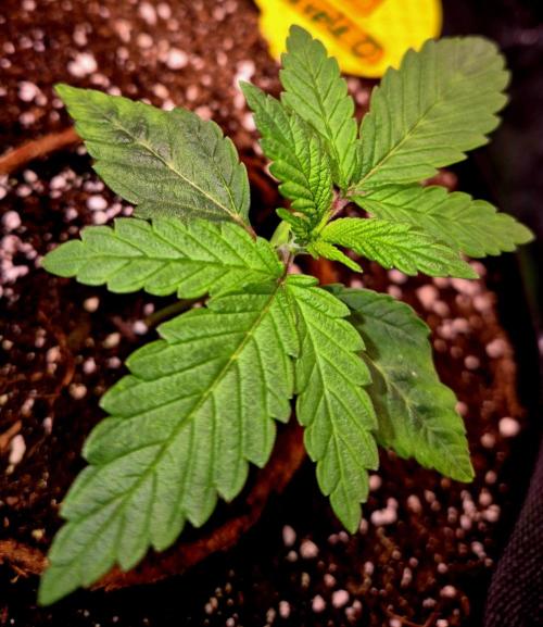 Purple overload (CCG) Sensible Seeds. Week 3
