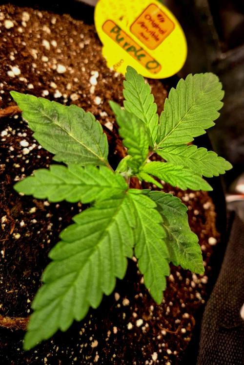 Purple overload (CCG) Sensible Seeds. Week 3