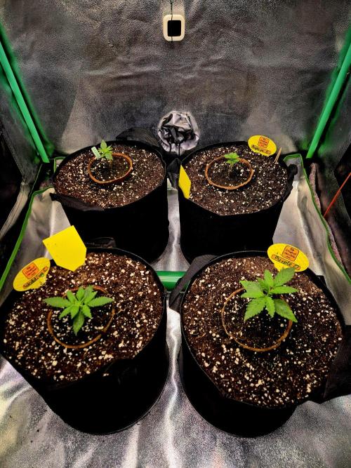 Purple overload (CCG) Sensible Seeds. Week 3