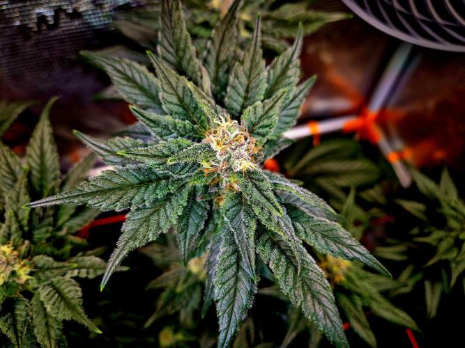 Rainbow Hitter. Week 13
