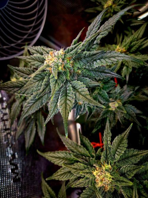 Rainbow Hitter. Week 13