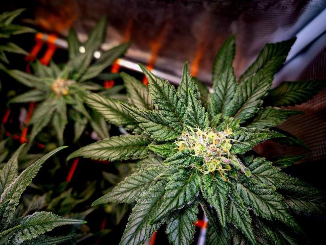 Rainbow Hitter. Week 13