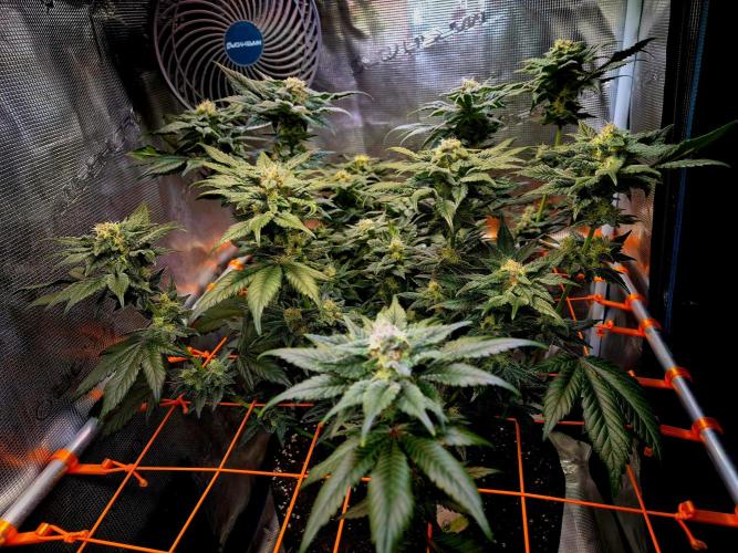 Rainbow Hitter. Week 13