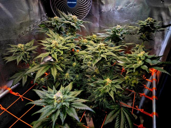 Rainbow Hitter. Week 13
