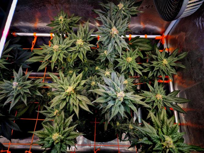 Rainbow Hitter. Week 13