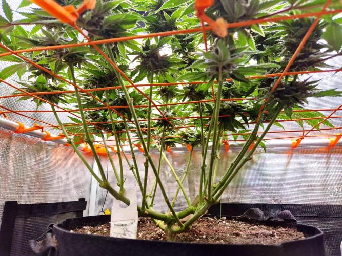 F026 - The Tropical Ice Cream One (USA). Week 13