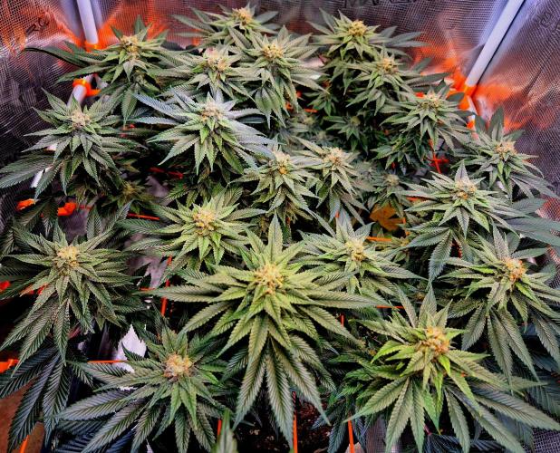 F026 - The Tropical Ice Cream One (USA). Week 13