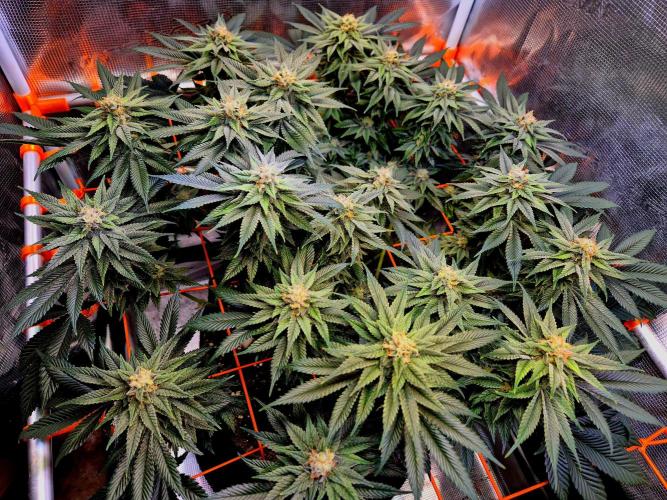 F026 - The Tropical Ice Cream One (USA). Week 13