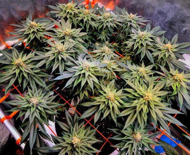F026 - The Tropical Ice Cream One (USA). Week 13