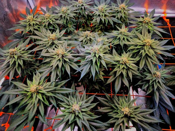F026 - The Tropical Ice Cream One (USA). Week 13