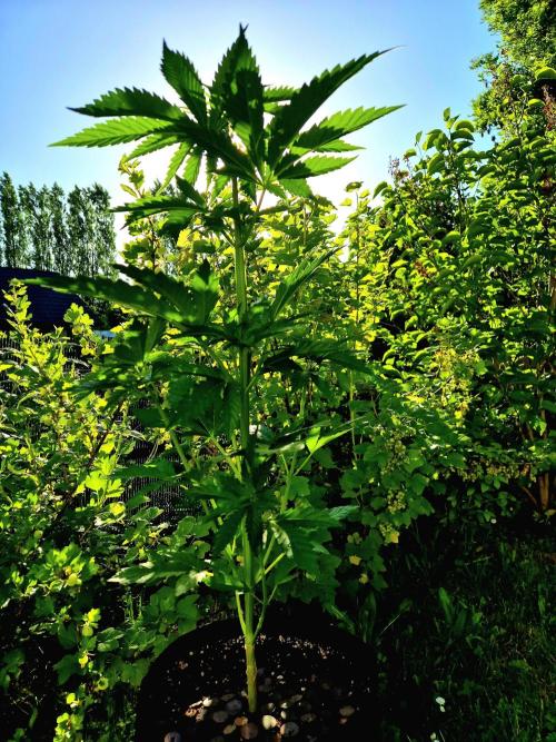 Garbage Lady (Big Mama). Week 8