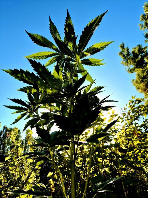 Garbage Lady (Big Mama). Week 8