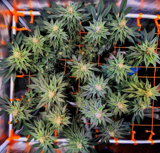 F026 - The Tropical Ice Cream One (USA). Week 13