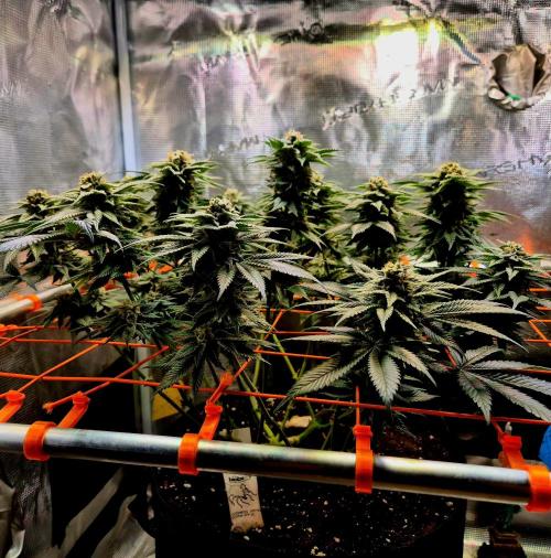 F026 - The Tropical Ice Cream One (USA). Week 13 - Corndog-party