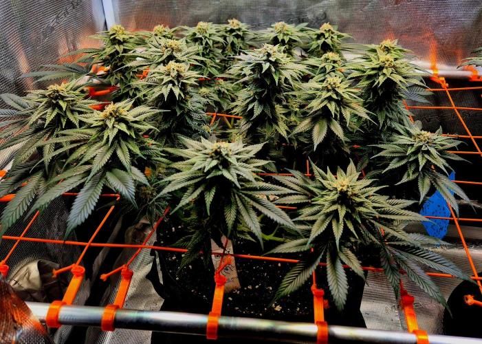 F026 - The Tropical Ice Cream One (USA). Week 13