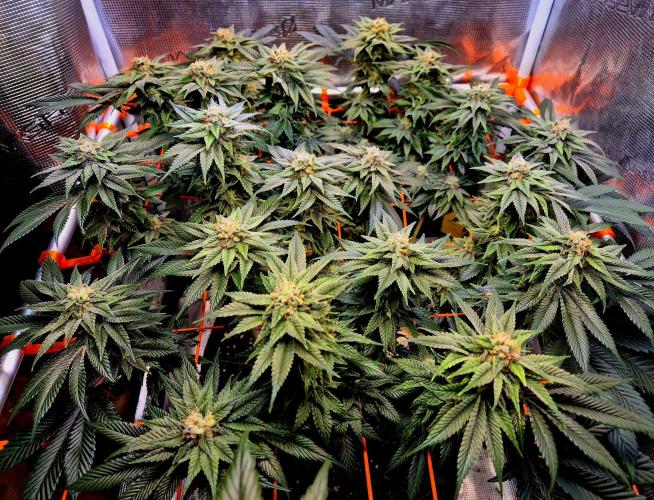 F026 - The Tropical Ice Cream One (USA). Week 13
