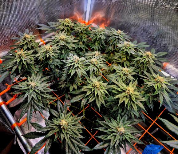 F026 - The Tropical Ice Cream One (USA). Week 13