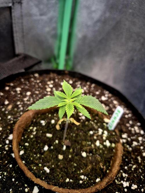 Pink Rozay Original Sensible Seeds. Week 3