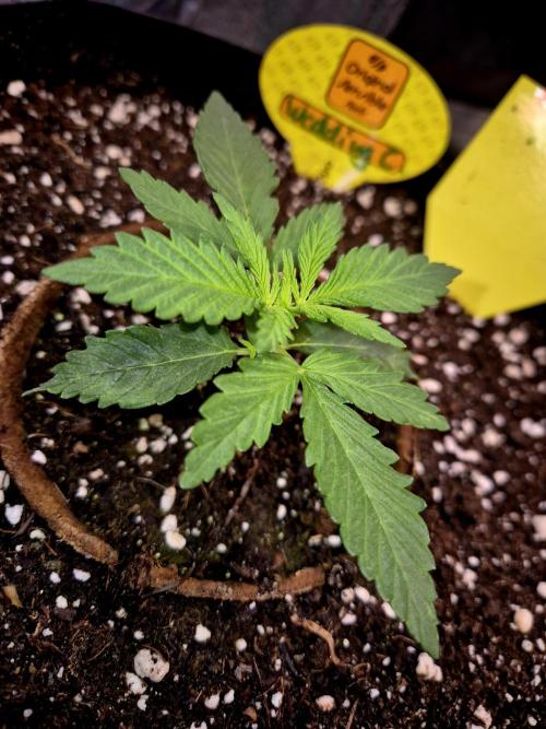Wedding Cake. Week 3