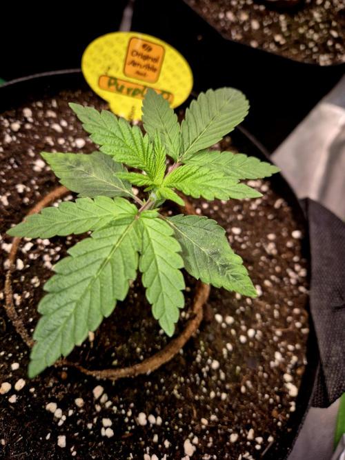 Purple overload (CCG) Sensible Seeds. Week 3