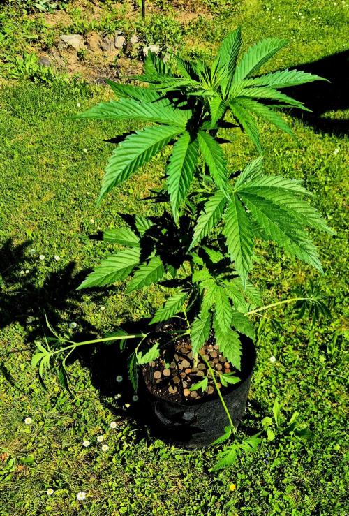 Garbage Lady (Big Mama). Week 8