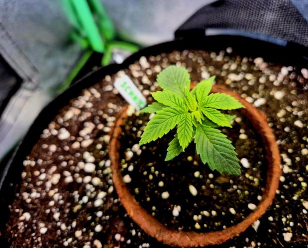 Pink Rozay Original Sensible Seeds. Week 3