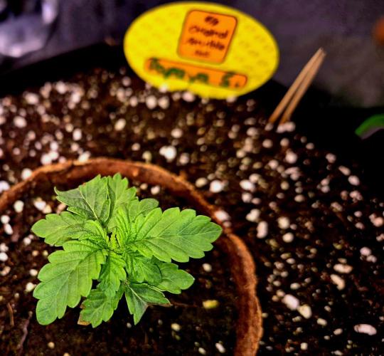 Papaya Stank (Elfi). Week 3