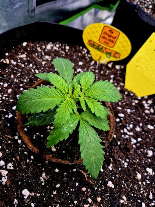 Wedding Cake (CCG) Sensible Seeds. Week 3