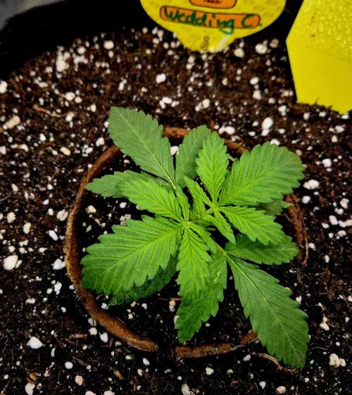 Wedding Cake. Week 3