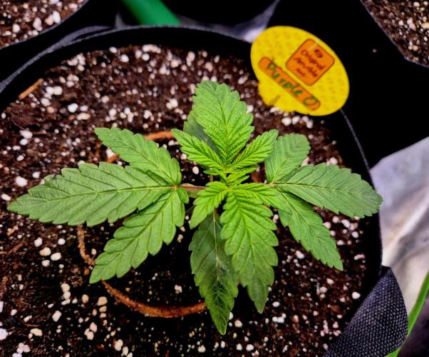 Purple overload (CCG) Sensible Seeds. Week 3
