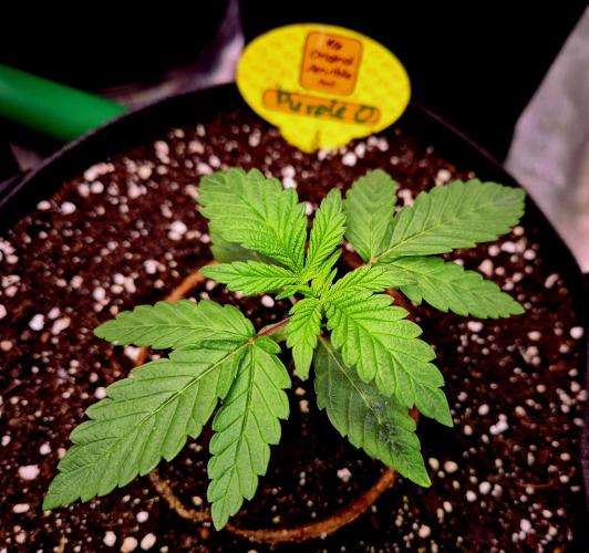 Purple overload (CCG) Sensible Seeds. Week 3