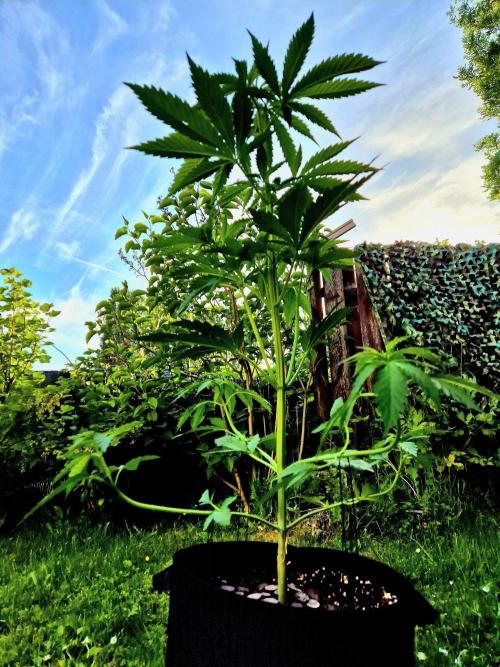 Garbage Lady (Big Mama). Week 8
