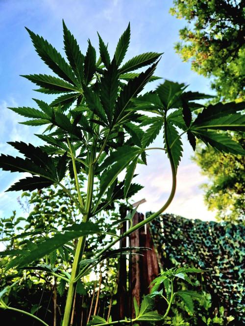 Garbage Lady (Big Mama). Week 8