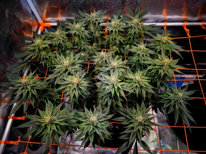 F026 - The Tropical Ice Cream One (USA). Week 13