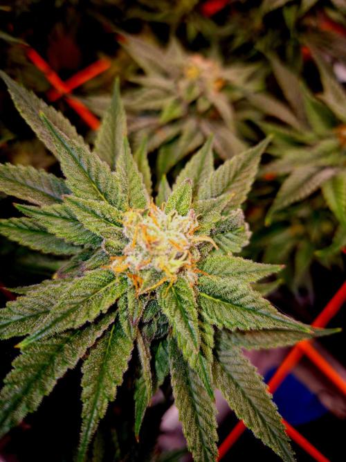 F026 - The Tropical Ice Cream One (USA). Week 13