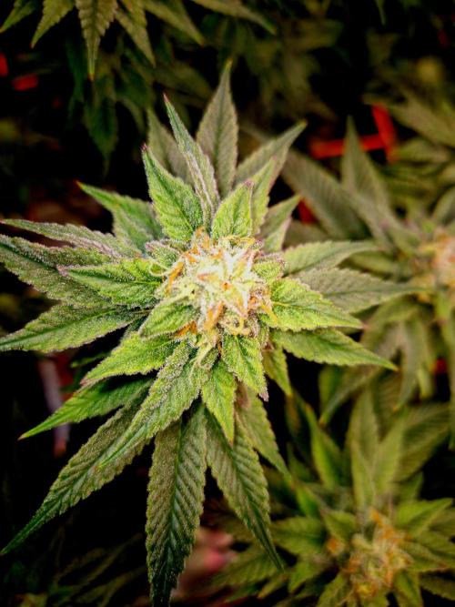 F026 - The Tropical Ice Cream One (USA). Week 13
