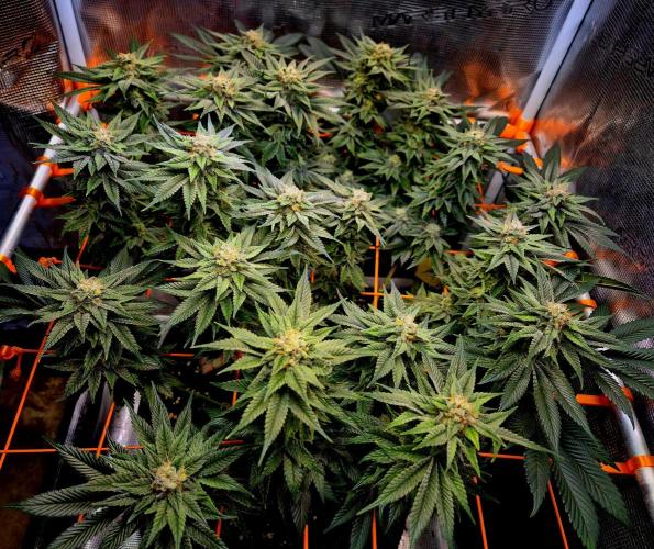 F026 - The Tropical Ice Cream One (USA). Week 13
