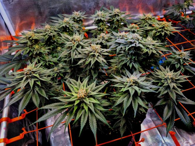 F026 - The Tropical Ice Cream One (USA). Week 13