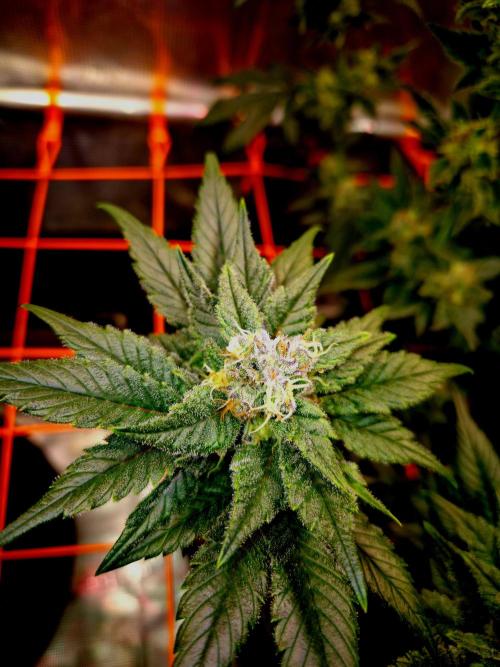 Rainbow Hitter. Week 13