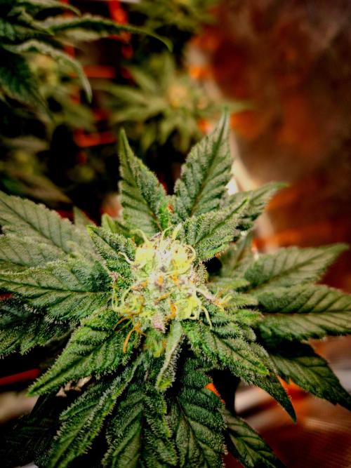 Rainbow Hitter. Week 13