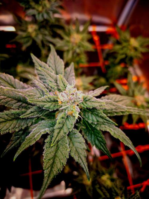 Rainbow Hitter. Week 13