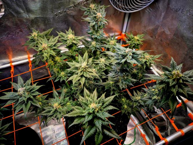 Rainbow Hitter. Week 13