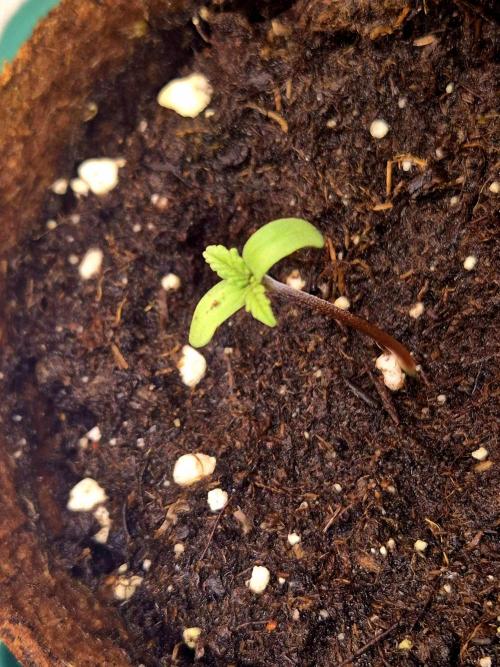 Mental Rainbow (CCG) Sweet Seeds. Week 0