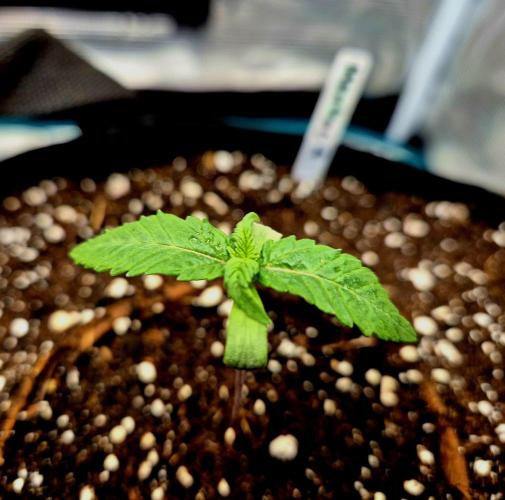 Mental Rainbow (CCG) Sweet Seeds. Week 1