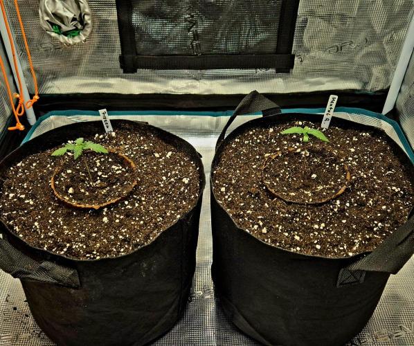 Mental Rainbow (CCG) Sweet Seeds. Week 1